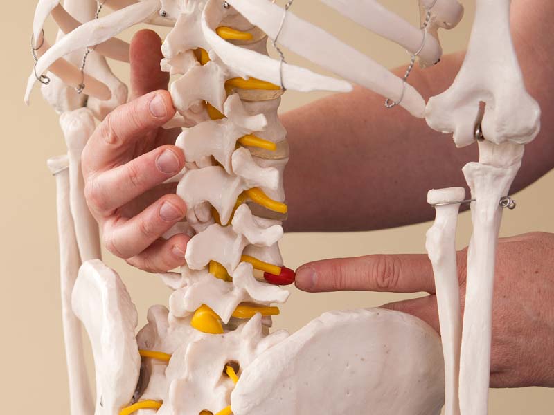 Nahaufnahme der Wirbelsäule eines Skeletts